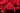 Canasta De Rosas (Basket of Roses)