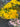 Spray Roses (Yellow)