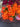 Spray Roses (Orange)