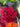Spray Roses (Red)