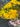 Spray Roses (Yellow)