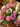 Bouquet of pink and white flowers in a decorative pot on a wooden surface