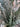 Eucalyptus